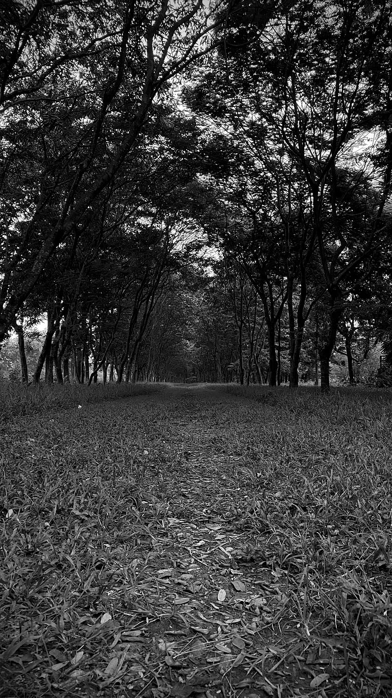 Black Forest dark darkness graveyard iphone11pro nature HD phone  wallpaper  Peakpx
