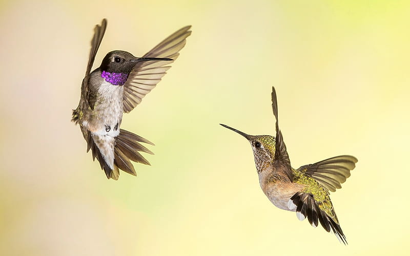 Colibríes, alas, colibrí, pájaro, pasare, danza, pareja, Fondo de pantalla  HD | Peakpx