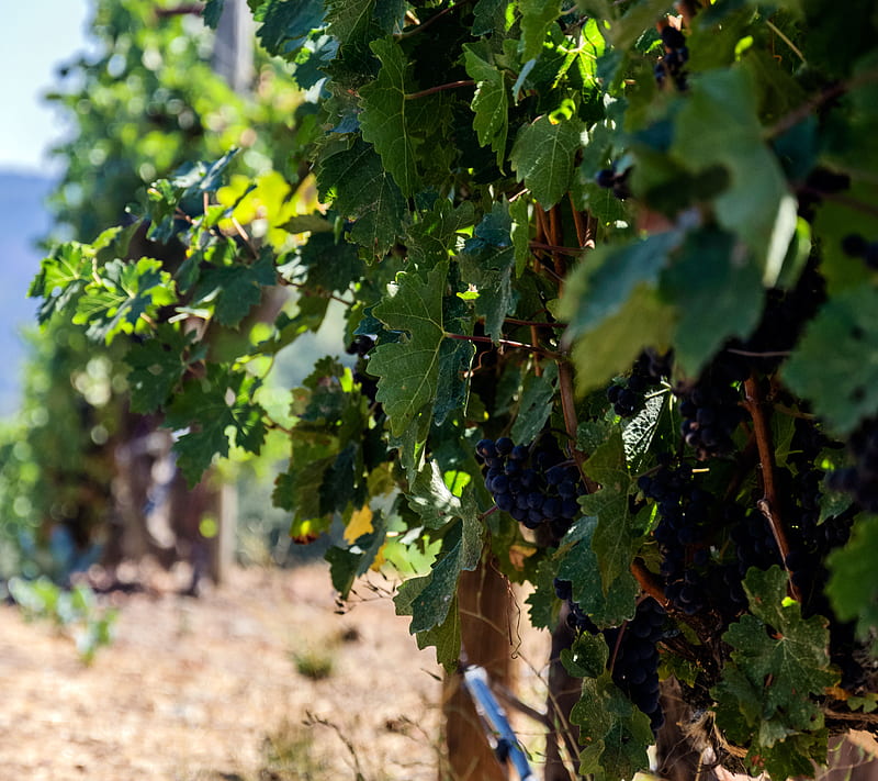 Sonoma Valley, california, grape, leave, usa, wine, yard, HD wallpaper