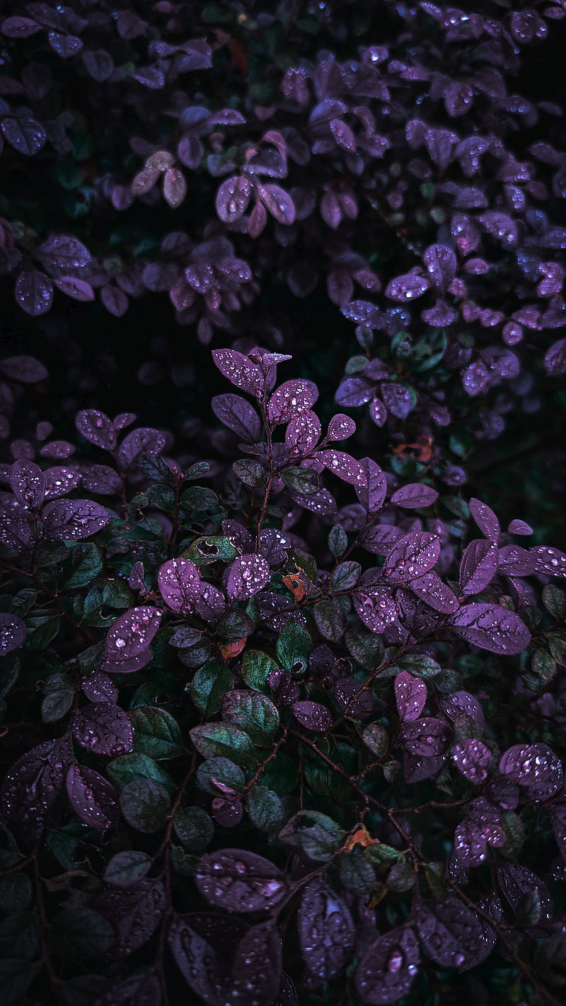 Purple Leaves, bushes, dark, leaves, nature, nature, graphy, plant, tree,  water drop, HD phone wallpaper | Peakpx