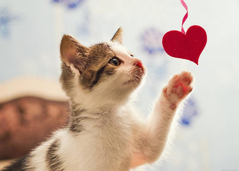 cute, lovely, heart, cat, kitten, petite, HD wallpaper