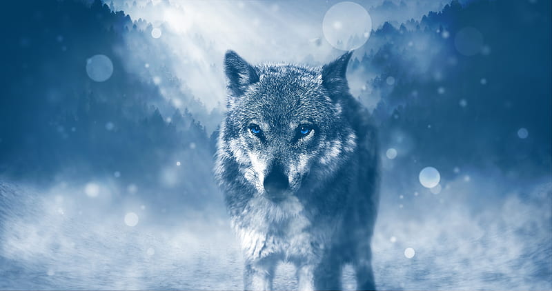 Blue Eyed Wolf, wolf, animals, predator, HD wallpaper