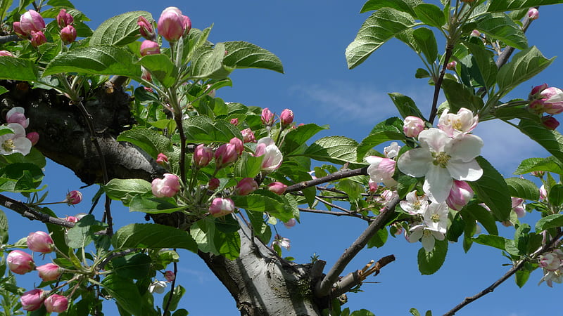 Apple blossom time, apples, spring, trees, leaves, blossoms, flowers, flowering, blue sky, fruit-trees, HD wallpaper
