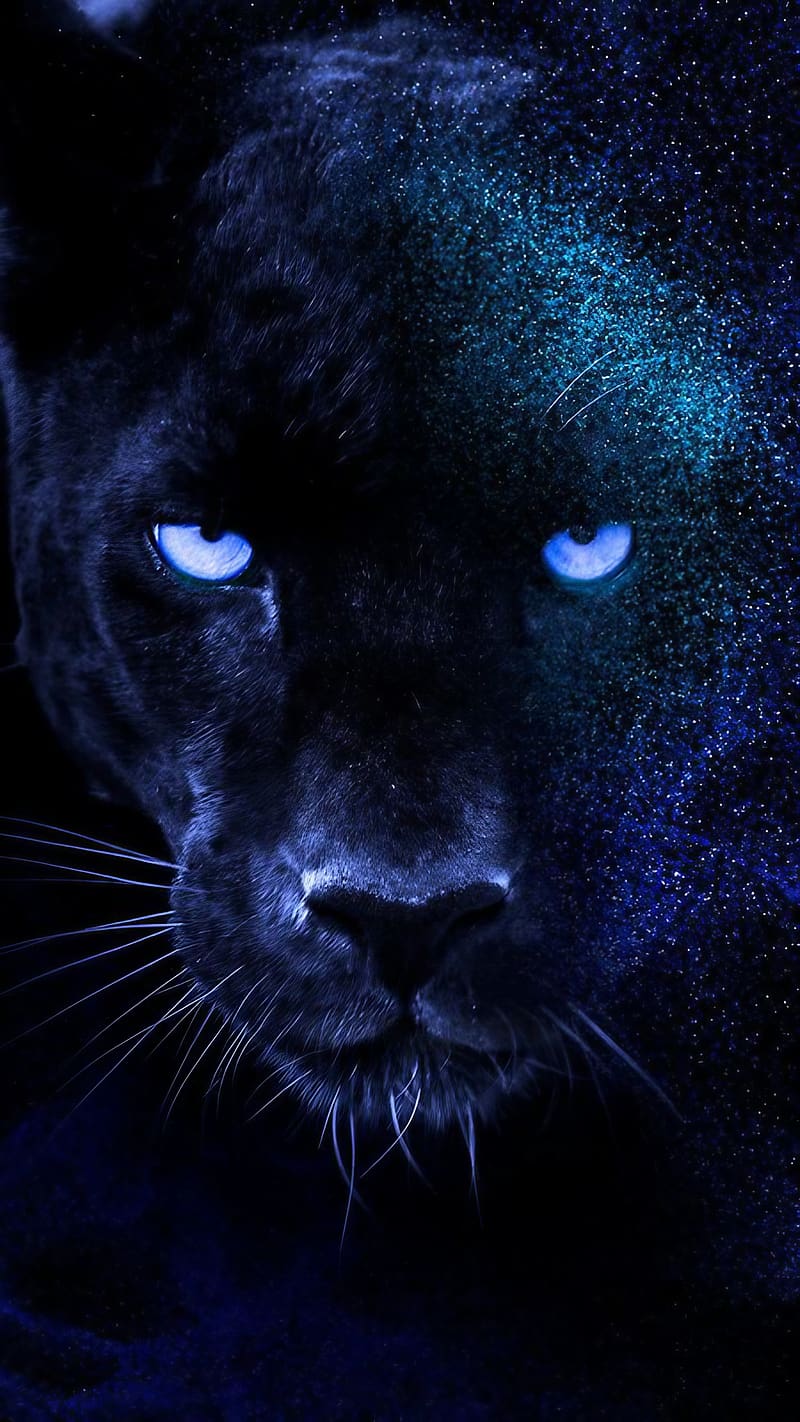 Black Panther Animal, Face Closeup, black panther face closeup, HD phone wallpaper