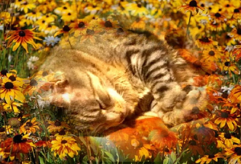 Spring Sleeping Cat, Yellow, bonito, Sleeping, Sweet, Cute, Pixie-bob, Teddy, Cat, gris, Flowers, Spring, HD wallpaper