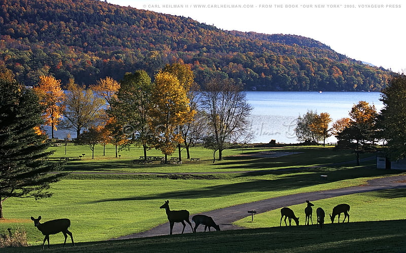 Deer in Upstate New York Park, Landscape, Parks, New York, Deer, Lakes, Animals, Nature, HD wallpaper