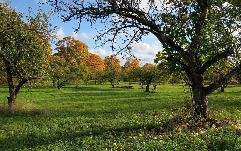 Apple-garden in Autumn, garden, apple, autumn, trees, Latvia, HD wallpaper