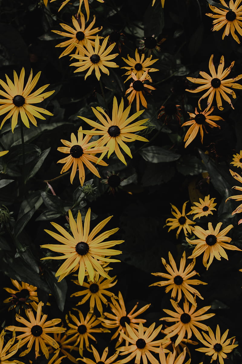 Flores amarillas y negras en primer plano graphy, Fondo de pantalla de  teléfono HD | Peakpx
