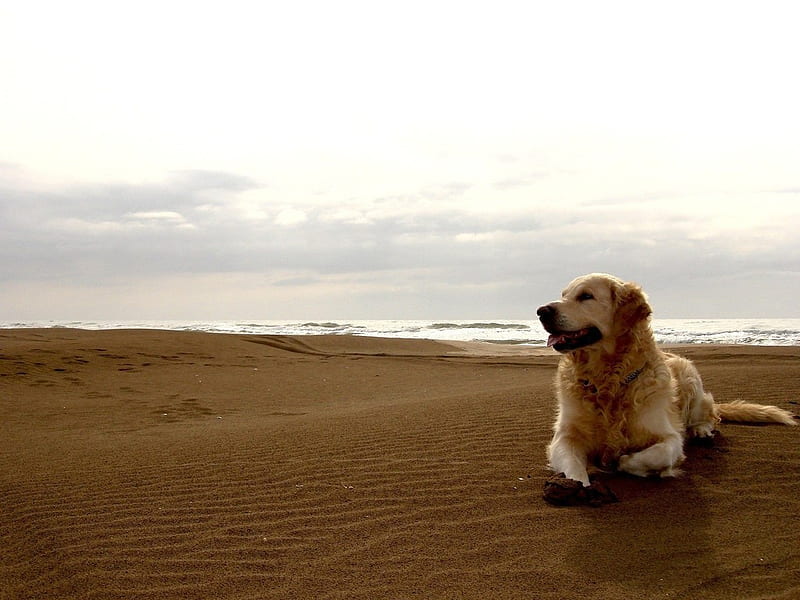 Enjoying the beach, beach, breed, puppy, dog, animal, sweet, HD wallpaper