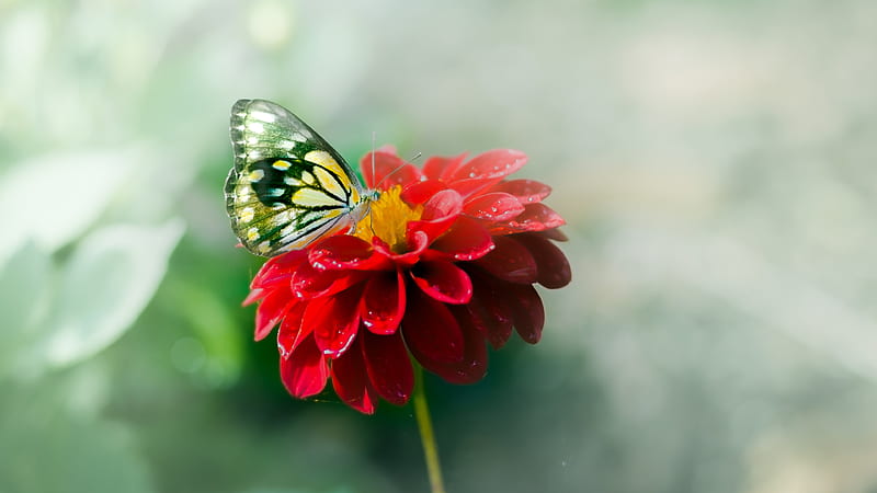 Yellow Black Butterfly On Red Flower In Blur Green Background Butterfly, HD  wallpaper | Peakpx