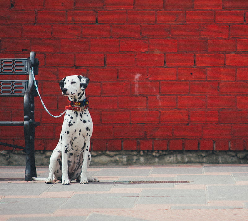 Loyal Dalmatian, bricks, dalmation, dog, pet, red, HD wallpaper