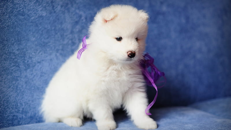 Cute White Puppy Is Sitting On Blue Couch With Purple Ribbon On Neck Animals, HD wallpaper
