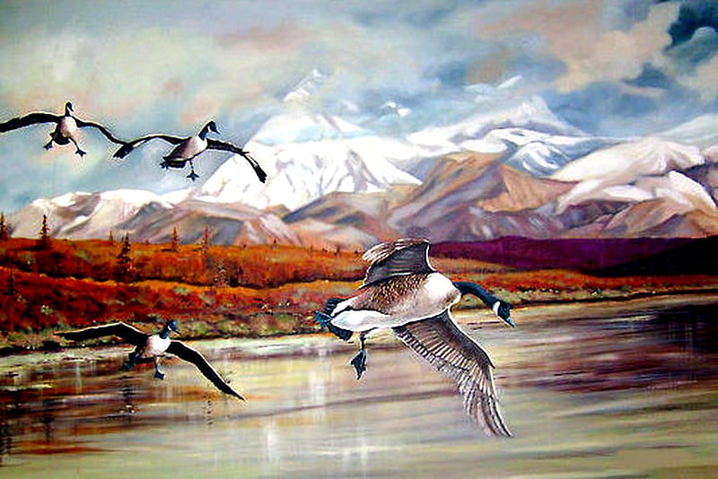 CANADIAN GEESE 7, geese, water, lake, mountains, HD wallpaper