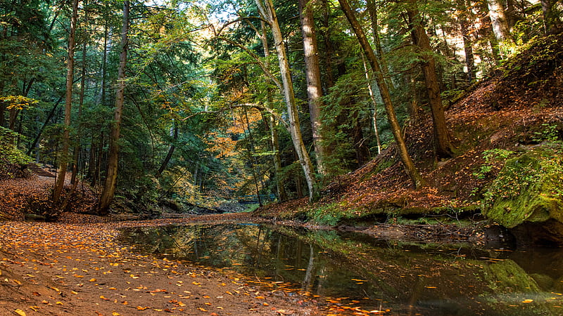Ohio Stream Forest Nature, HD wallpaper