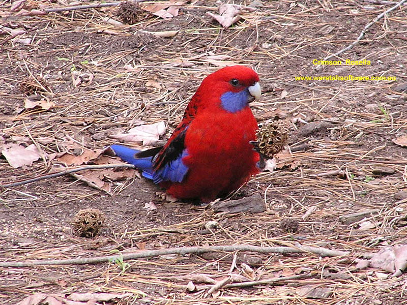 CRIMSON ROSELLA, red, bonito, bird, blue, HD wallpaper