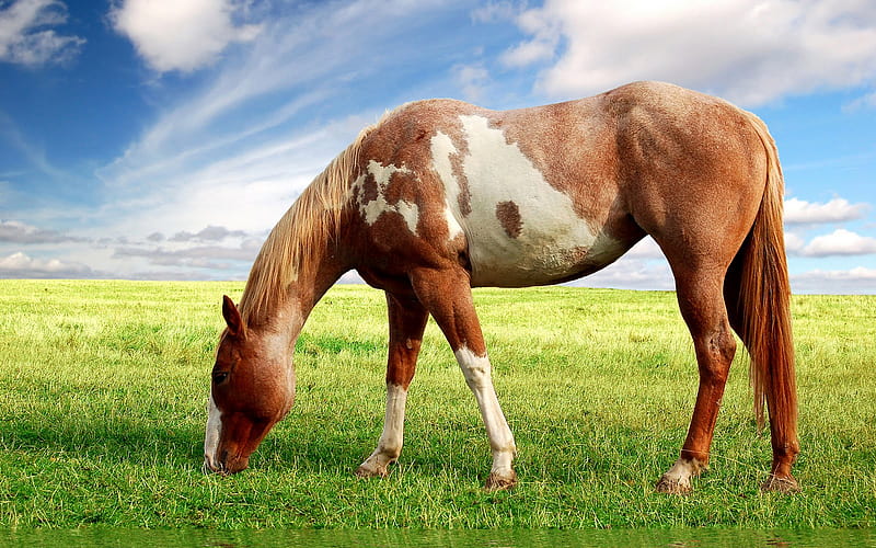 Grazing Pinto, grass, nature, horse, sky, animals, field, HD wallpaper