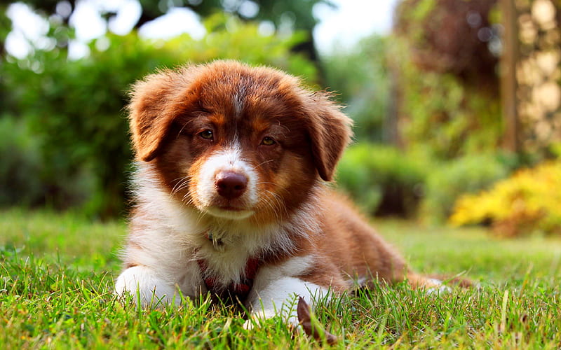 Border Collie puppy, cute animals, lawn, pets, brown border collie, green grass, dogs, Border Collie Dog, HD wallpaper