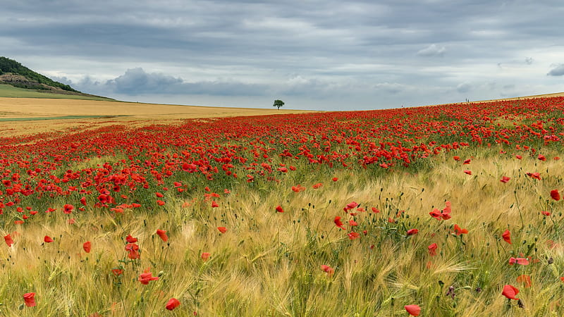 Earth, Field, Flower, Poppy, Red Flower, Summer, HD wallpaper
