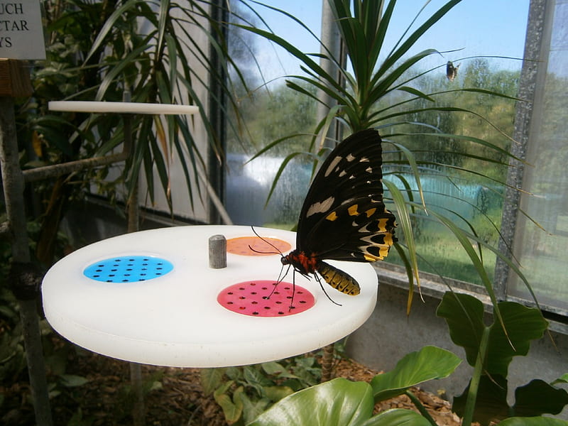 Butterfly house, pretty, lovely, shellandshilo, bonito, big bannana, butterfly, Nexus, Qld, garden, nature, animals, HD wallpaper