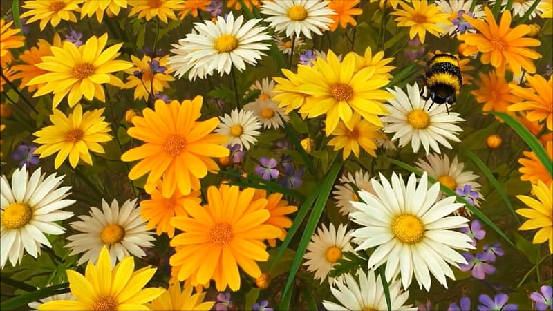 Daisies, white flowers, yellow, bee, yellow flowers, flowers, nature ...