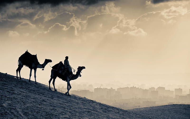 Jordan camel desert-Natural landscape graphy, HD wallpaper