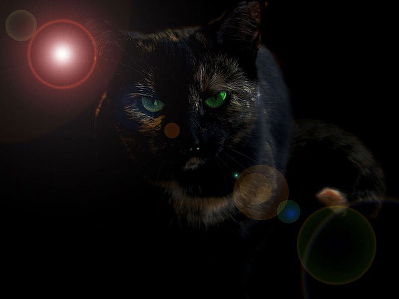 GREEN EYED BLACK CAT, orbs, cat, eyes, green, HD wallpaper