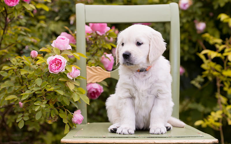 white labrador, cute white puppy, small dog, pets, puppies, retrievers, HD wallpaper
