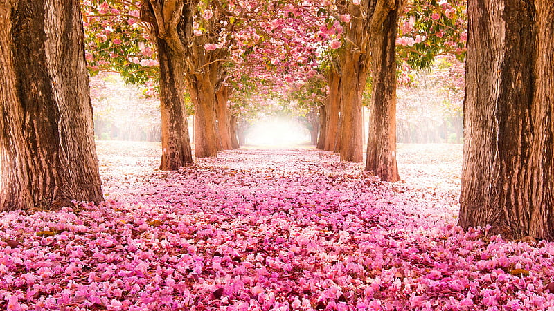 Blossom Spring Trees Alley Nature, HD wallpaper