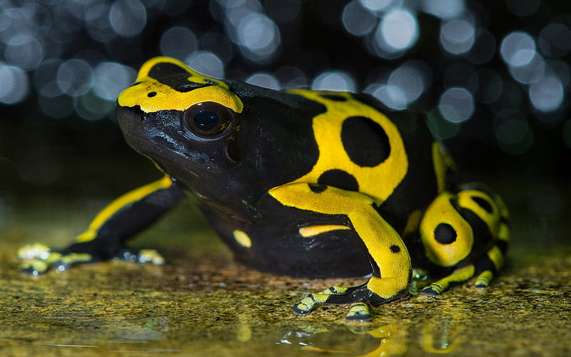 yellow banded poison dart frog, yellow, frog, poison, dart, HD wallpaper