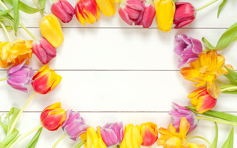 tulips, flower frame, wooden white background, frame of tulips, yellow tulips, spring flowers, HD wallpaper