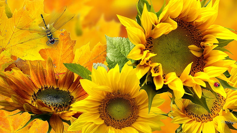 Sunflower Sensation, fall, autumn, maple, yellow, ladybug, leaves, Thanksgiving, gold, sunflowers, bright, summer, dragonfly, HD wallpaper