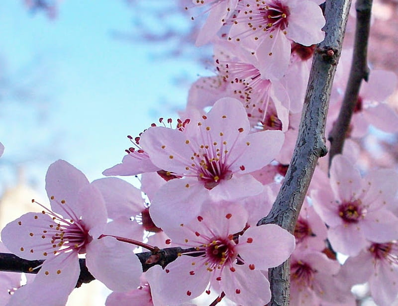 Flores de cerezo en japón, cerezo, japon, flores, flores, naturaleza, Fondo  de pantalla HD | Peakpx