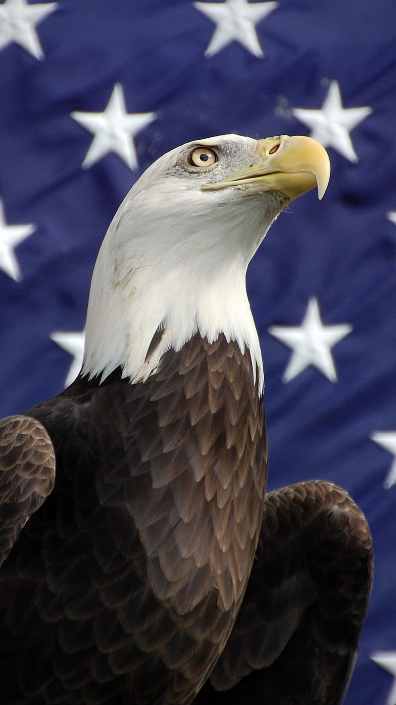 Eagle, america, bird, flag, united states, usa, HD phone wallpaper | Peakpx