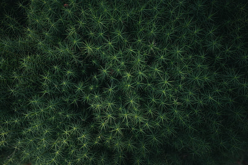 bushes, leaves, macro, green, HD wallpaper