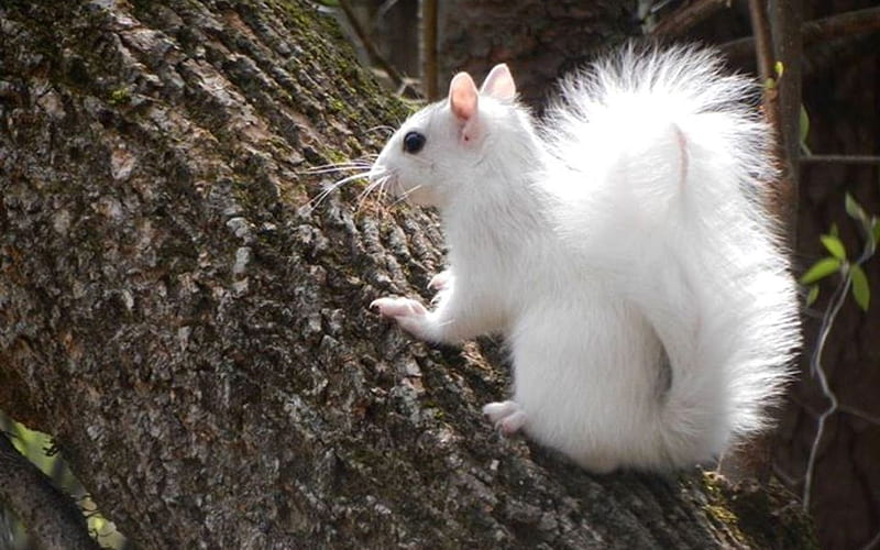 White Squirrel, squirrel, white, animal, albino, tree, HD wallpaper