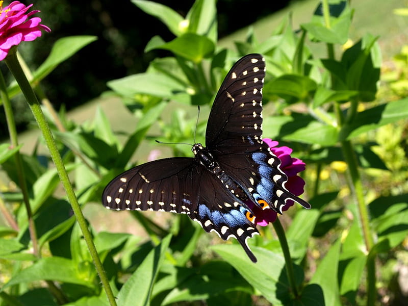 Black Swallowtail, black, flowers, bonito, swallowtail, HD wallpaper