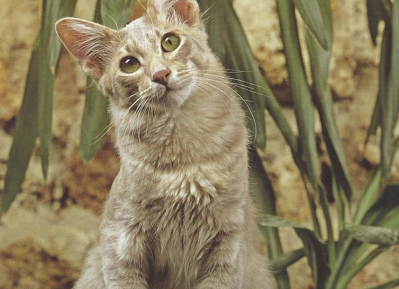 Cat, cute, paws, feline, weed, HD wallpaper