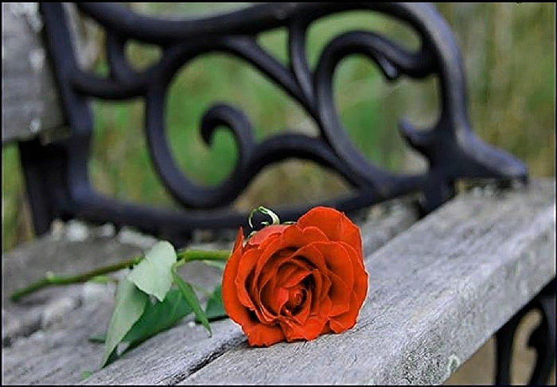 red rose on the bench, red rose, still life, bench, nature, gardem, HD wallpaper
