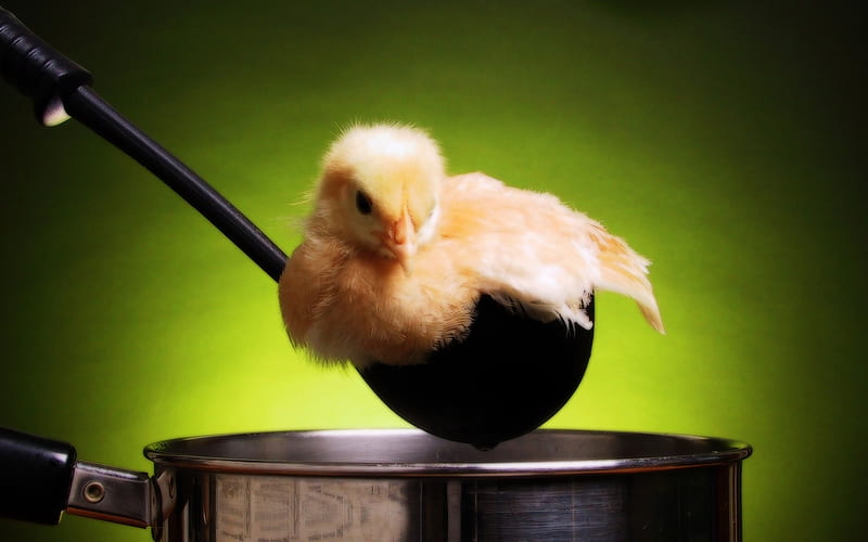Chick Stew !, funny, chick, ladle, HD wallpaper