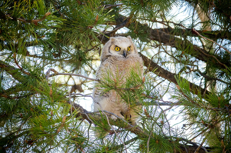 owl, bird, watching, branches, fluffy, HD wallpaper
