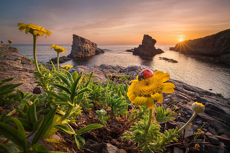 Coastal sunset, rocks, sun, wildflowers, bonito, sky, coast, ladybird, sea, HD wallpaper