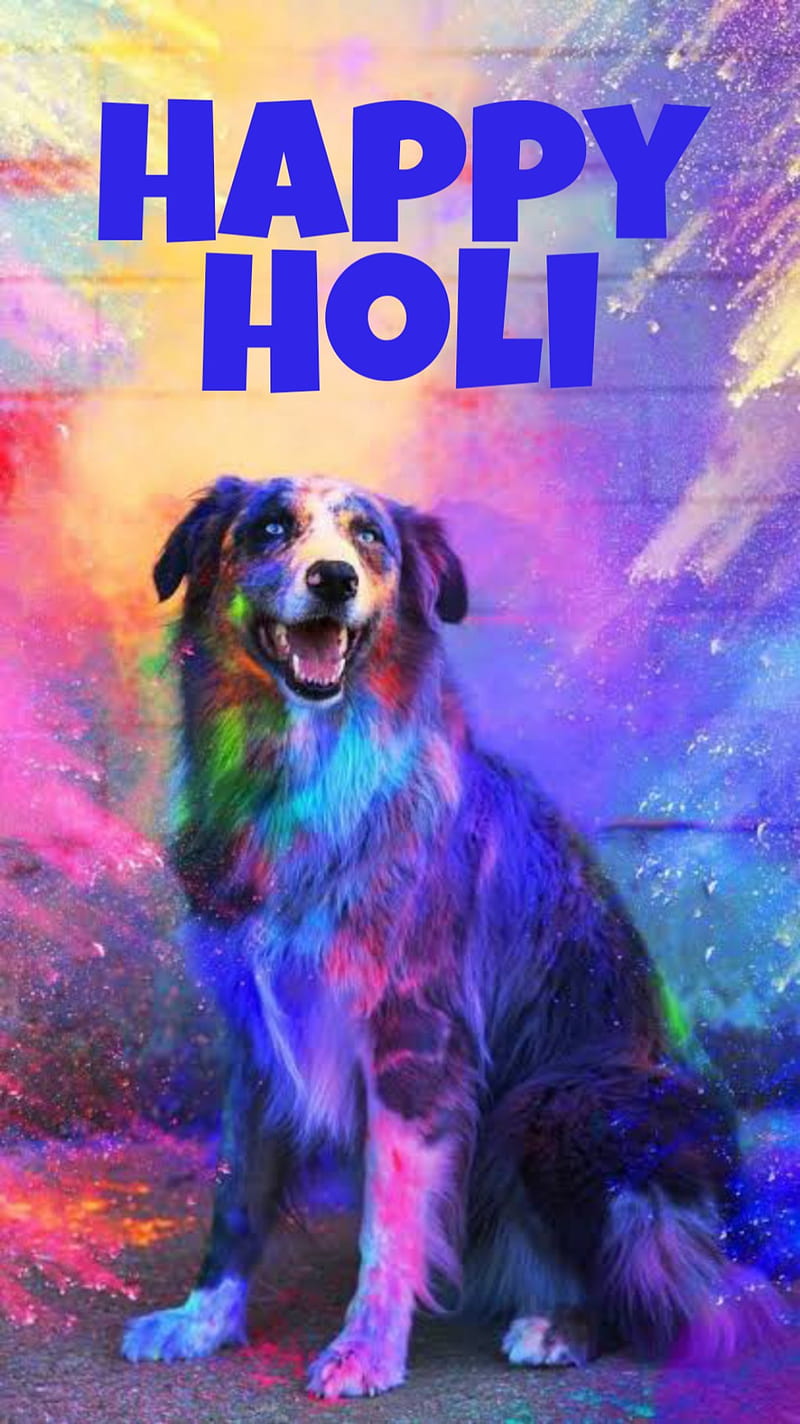 Happy Holi, dog lover, pets, HD phone wallpaper