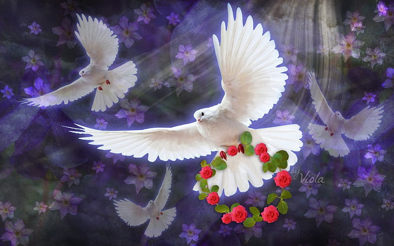 White Doves and Roses, Viola Tricolor, art, desenho, peace, roses, sky, fantasy, doves, flowers, heaven, dove, light, HD wallpaper