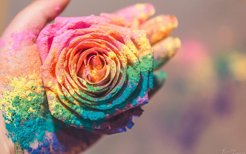 colorful, rose, yellow, rainbow, trandafir, green, hand, dust, pink, blue, HD wallpaper