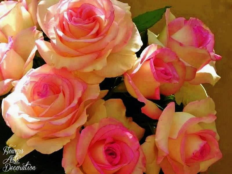 Roses for All My Friends, rose, pink-tipped, flowers, nature, friends, HD wallpaper