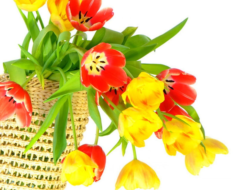 Beautiful flowers, flowers, bloom, basket, perals, HD wallpaper