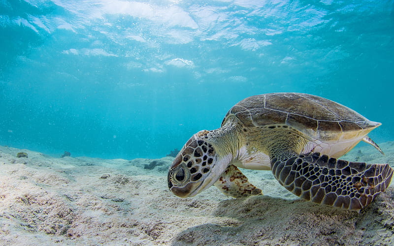 sea turtle, underwater world, coral reef, ocean, turtles, HD wallpaper