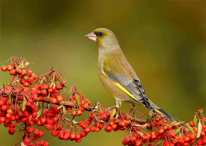Greenfinch, fruit, bird, birds, colors, nature, small, animals, HD wallpaper