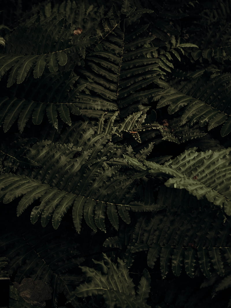 Fern, plant, leaves, closeup, HD phone wallpaper | Peakpx