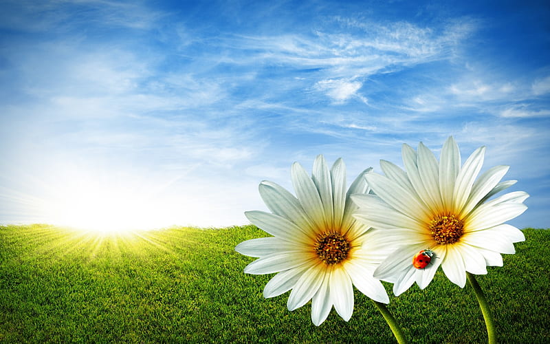 Sun Sky Grass Daisys Hd Wallpaper Peakpx